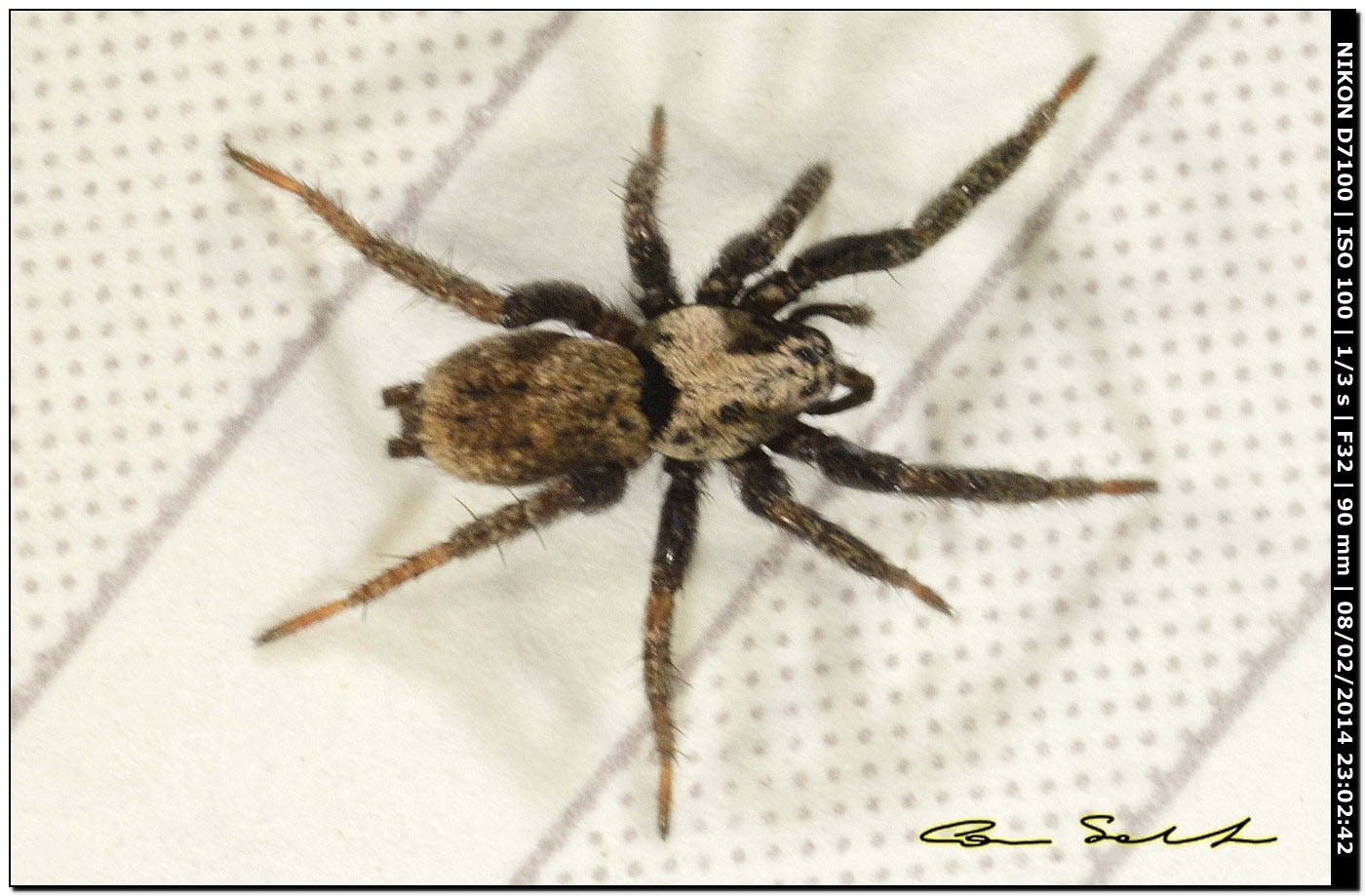 Nomisia exornata - Alghero (SS)